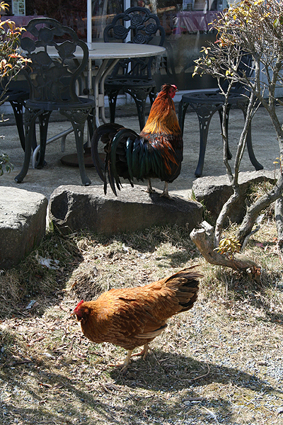 ����Ă���{����