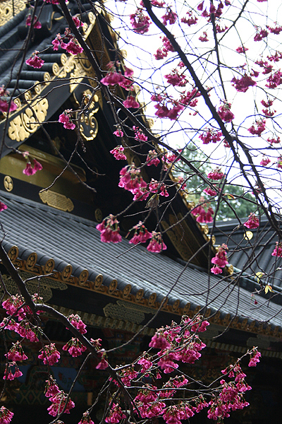 �E�O�C�X�Ɣ~