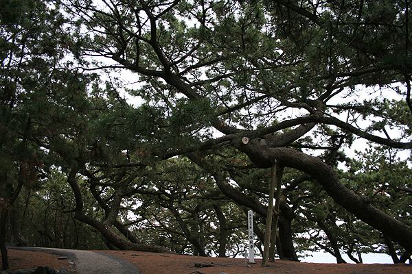 �����ł͂Ȃ�